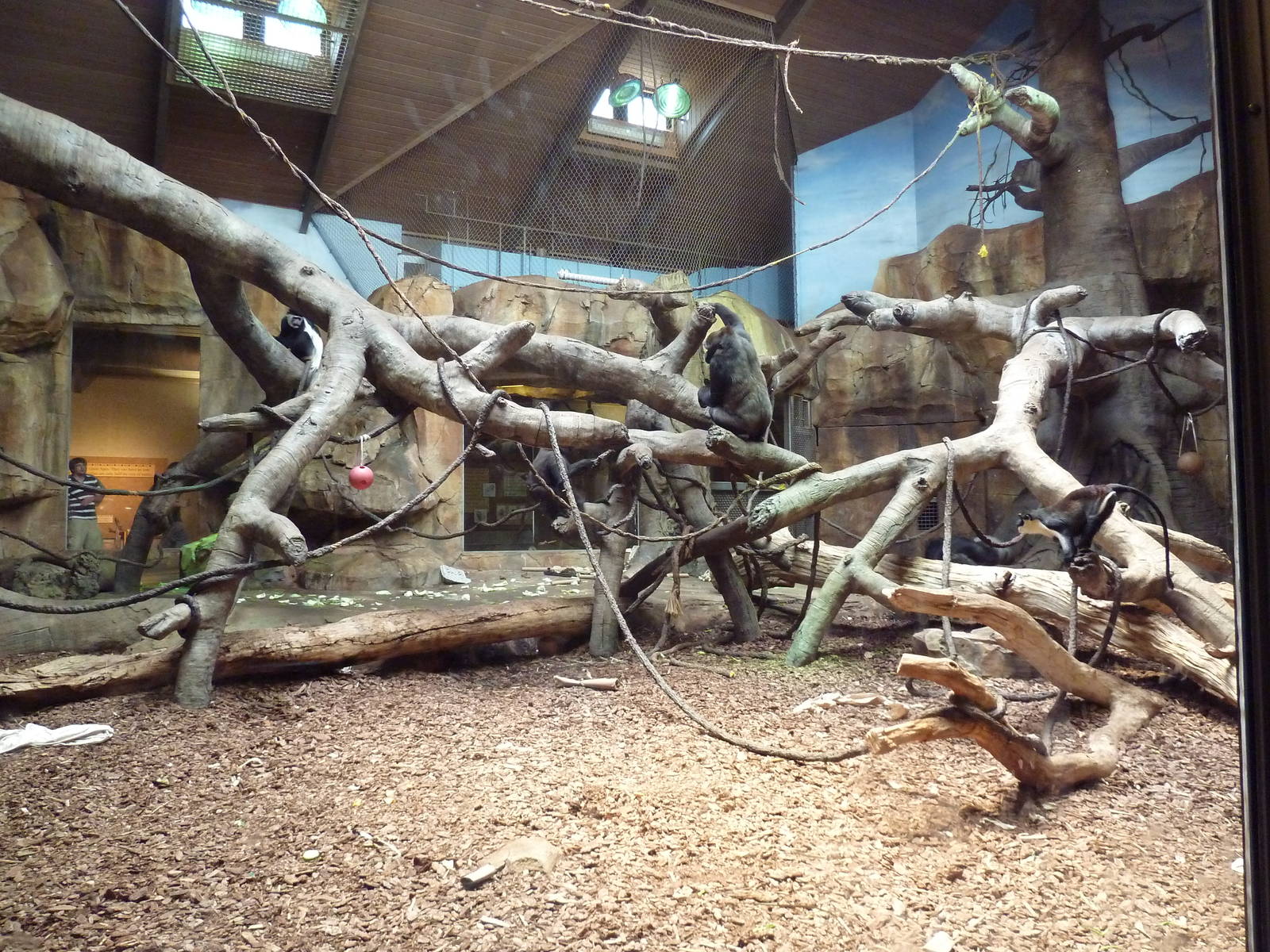 Gorilla/Colobus Monkey/Diana Monkey Indoor Exhibit