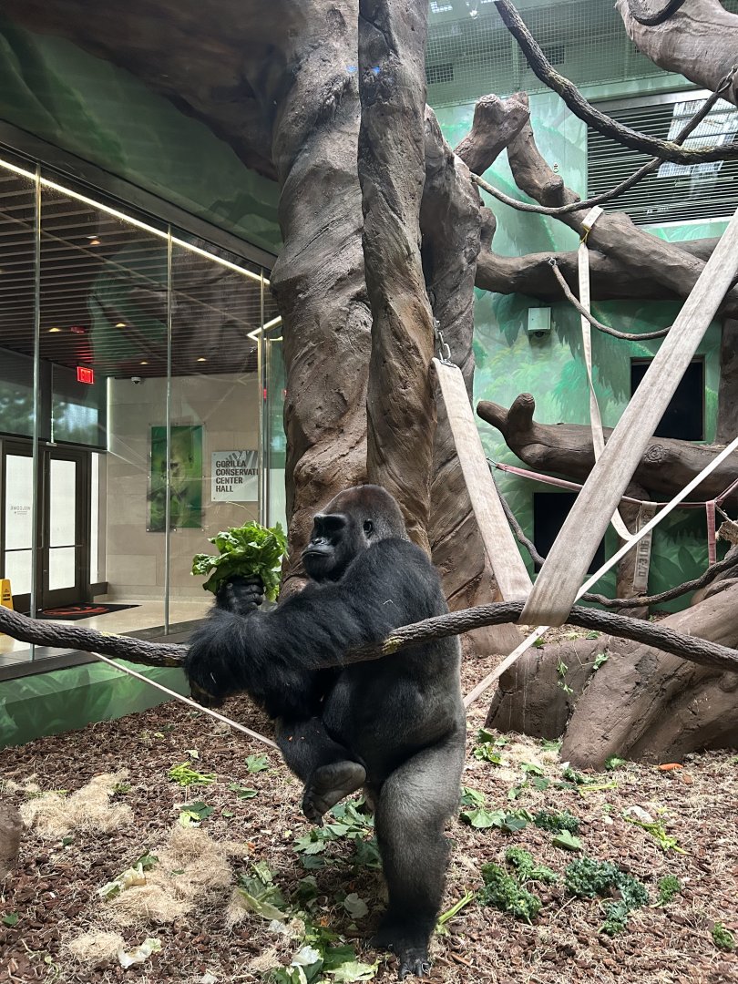 Gorilla Conservation Center- Jontu