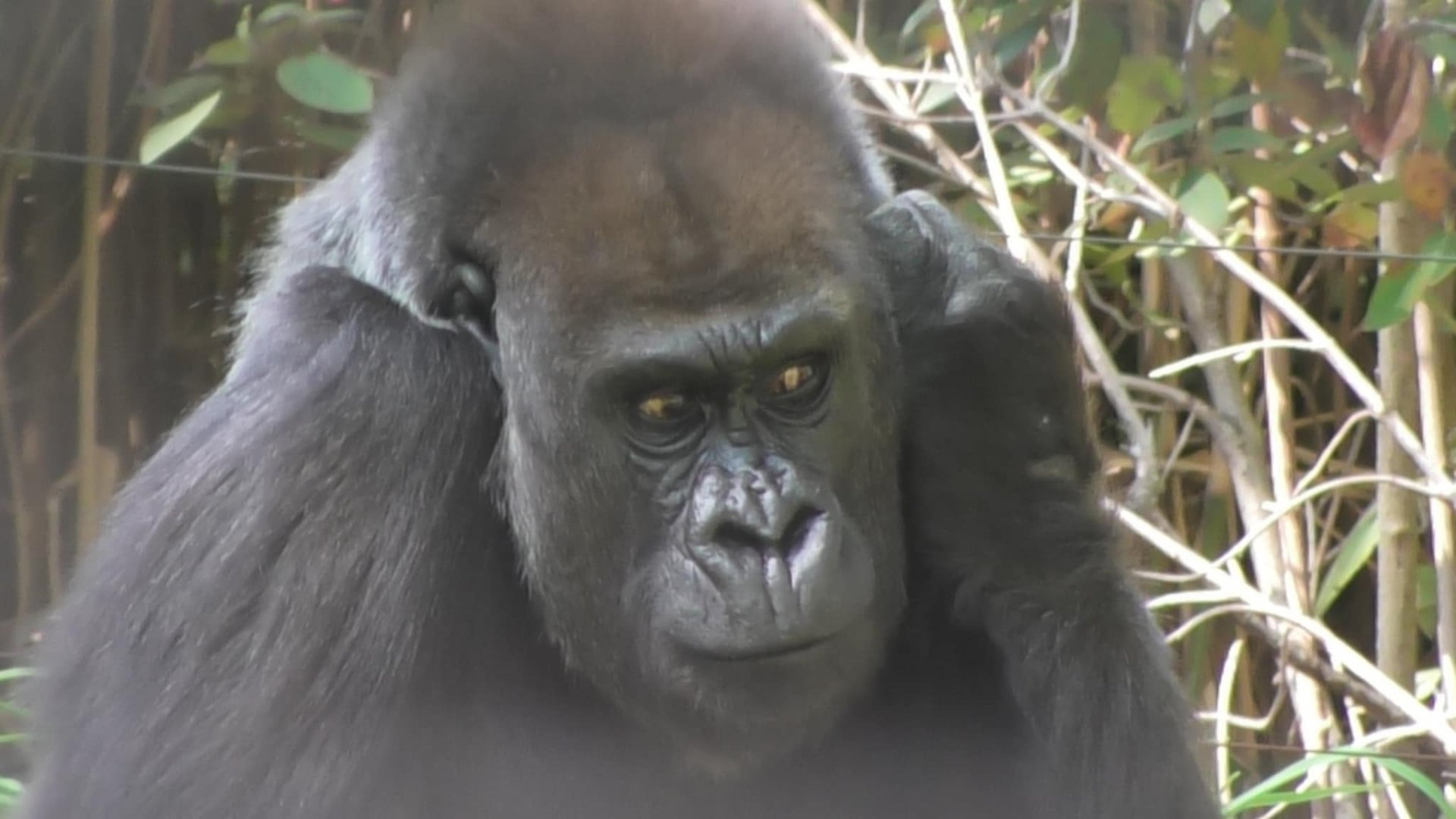 Gorilla covers her ears