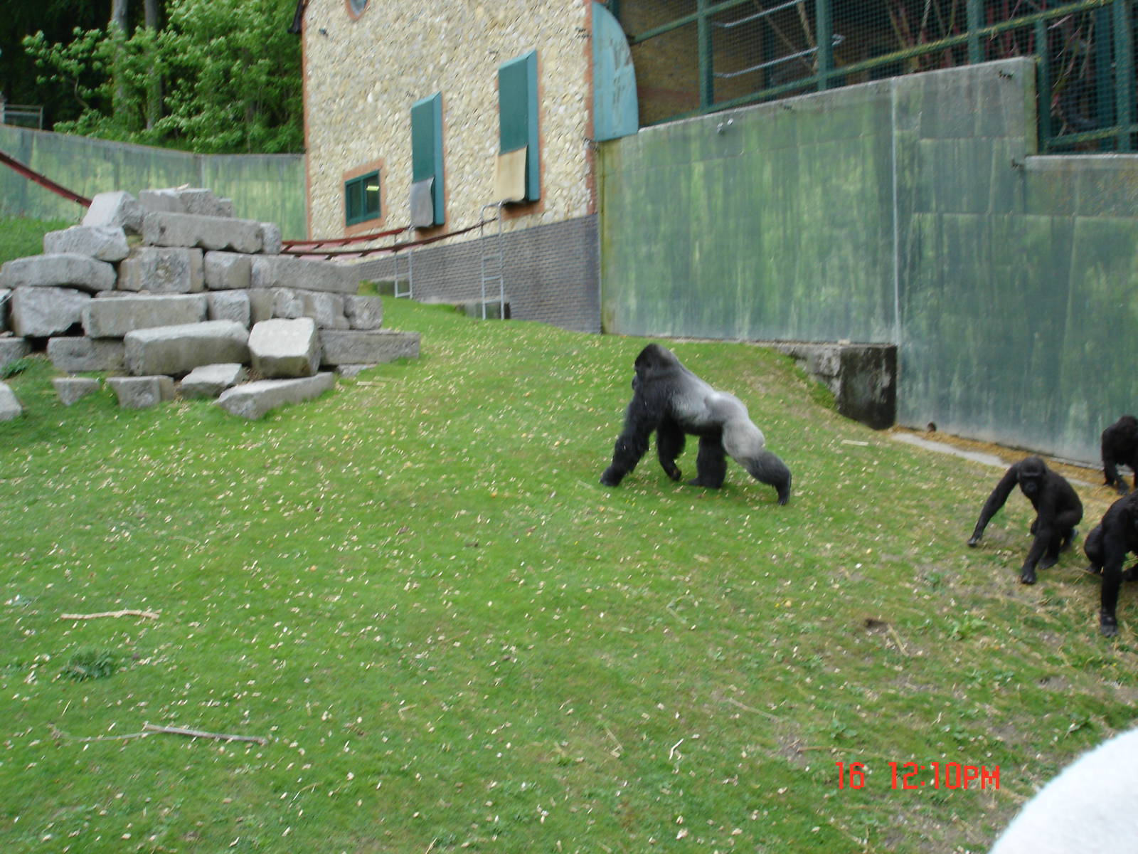 Gorilla Day At Port Lympne 16th May 2009