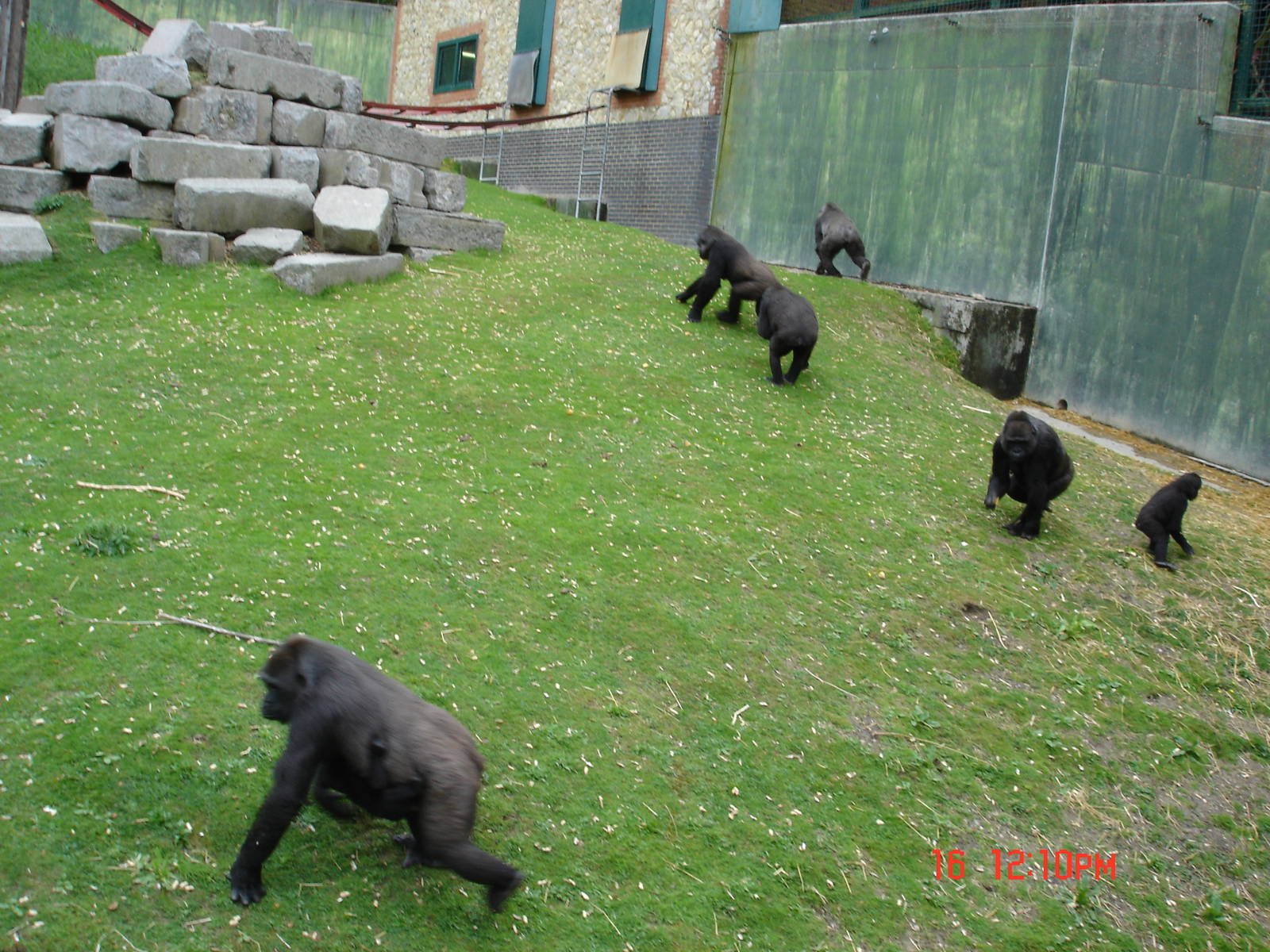 Gorilla Day At Port Lympne 16th May 2009