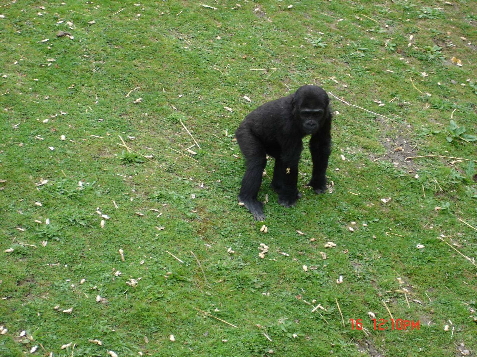 Gorilla Day At Port Lympne 16th May 2009