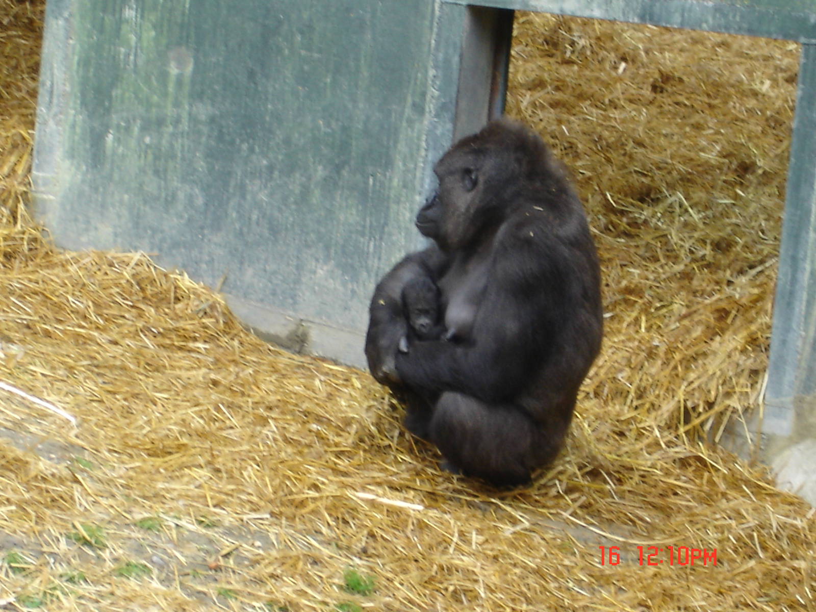Gorilla Day At Port Lympne 16th May 2009