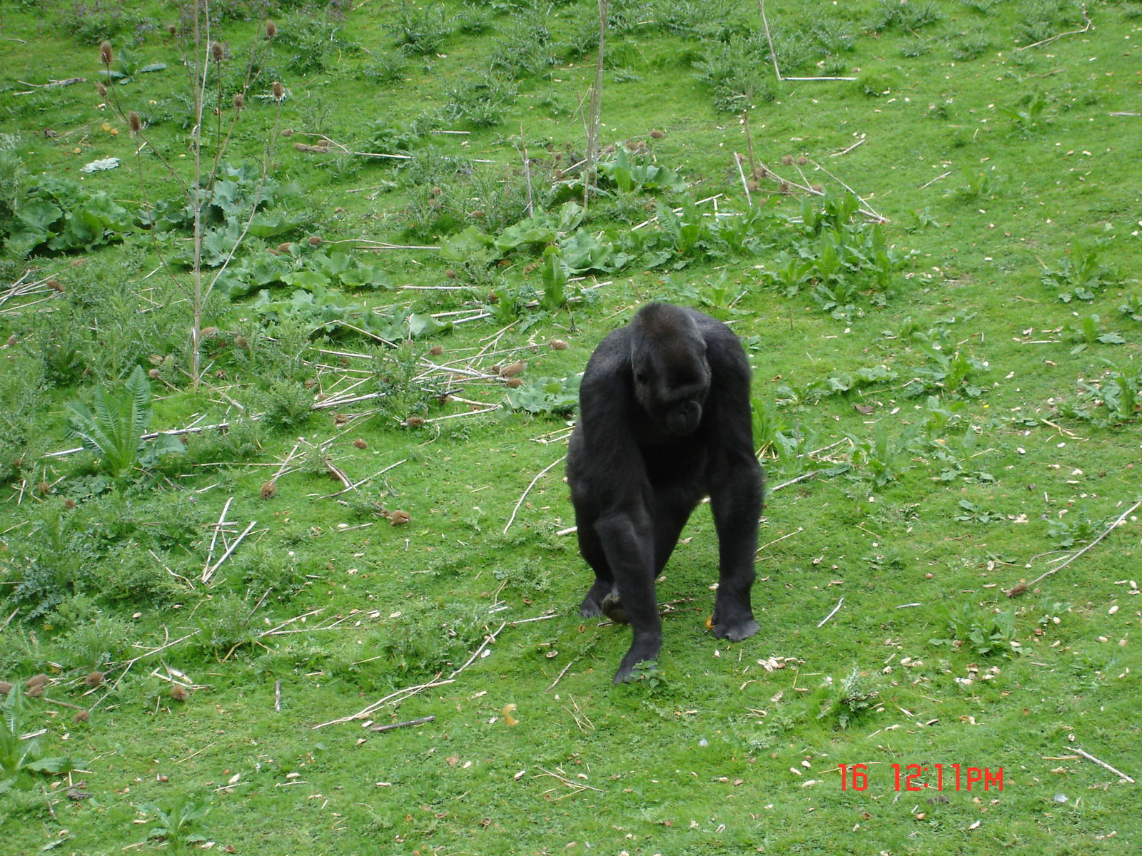 Gorilla Day At Port Lympne 16th May 2009