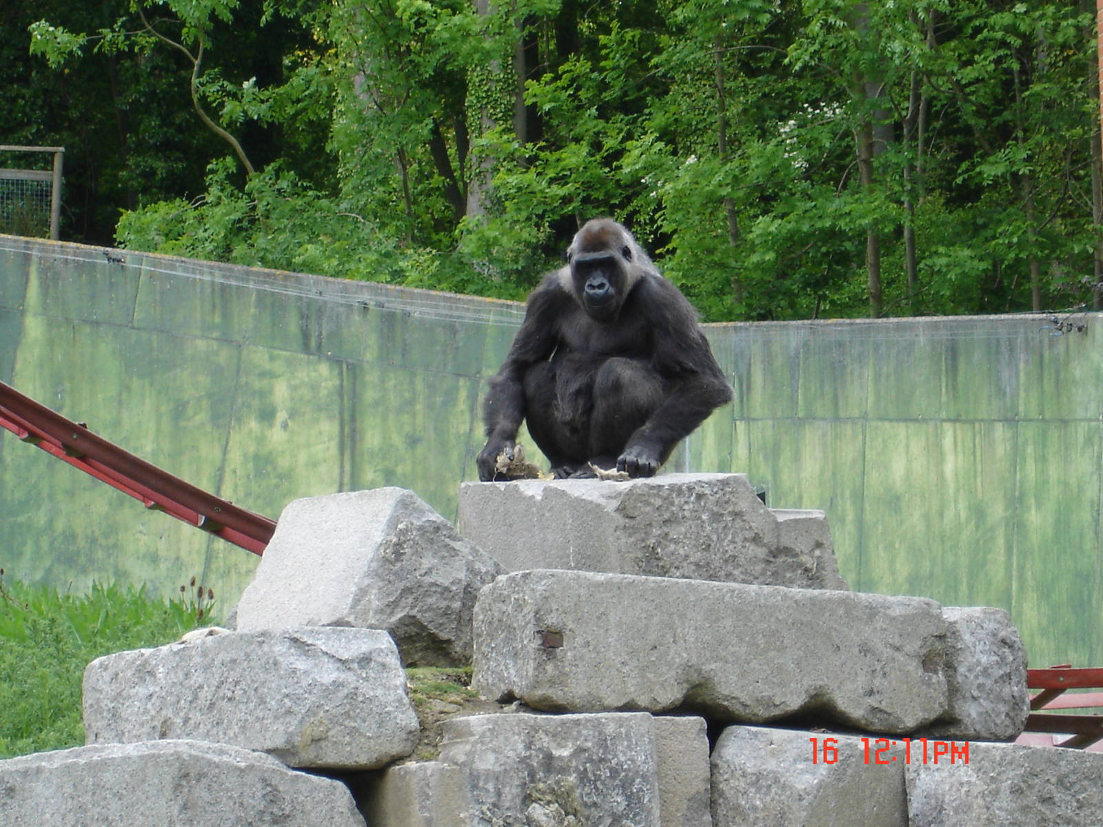 Gorilla Day At Port Lympne 16th May 2009