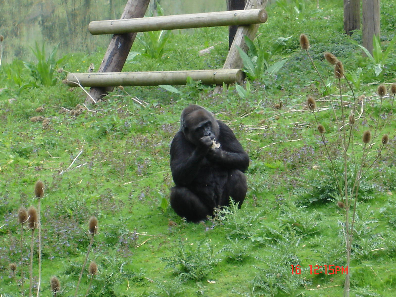 Gorilla Day At Port Lympne 16th May 2009