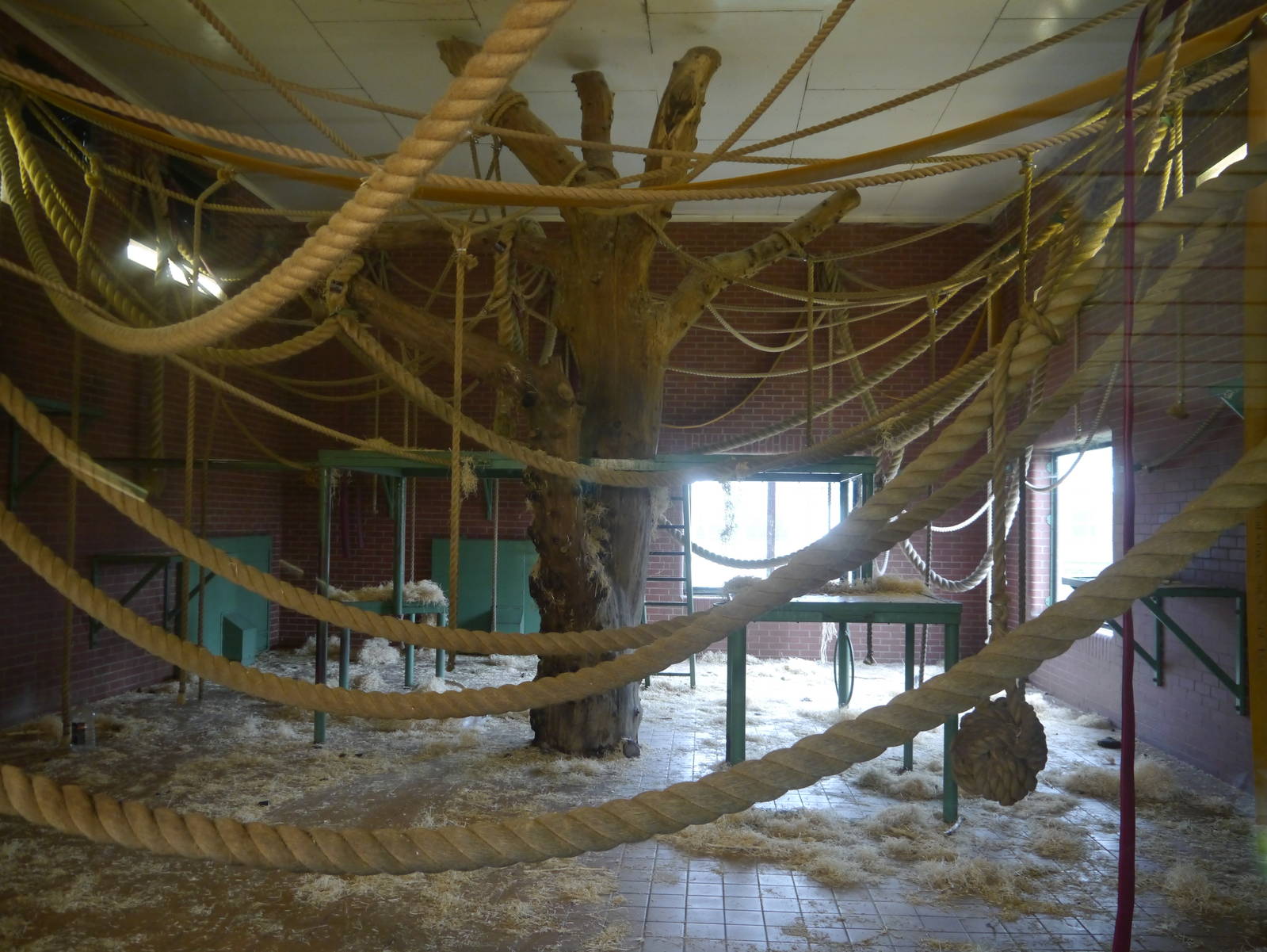 Gorilla Day Room - 28/4/2013