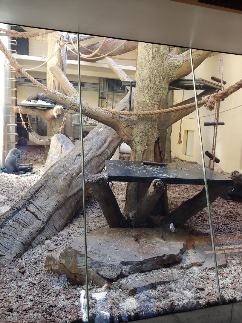 Gorilla day room