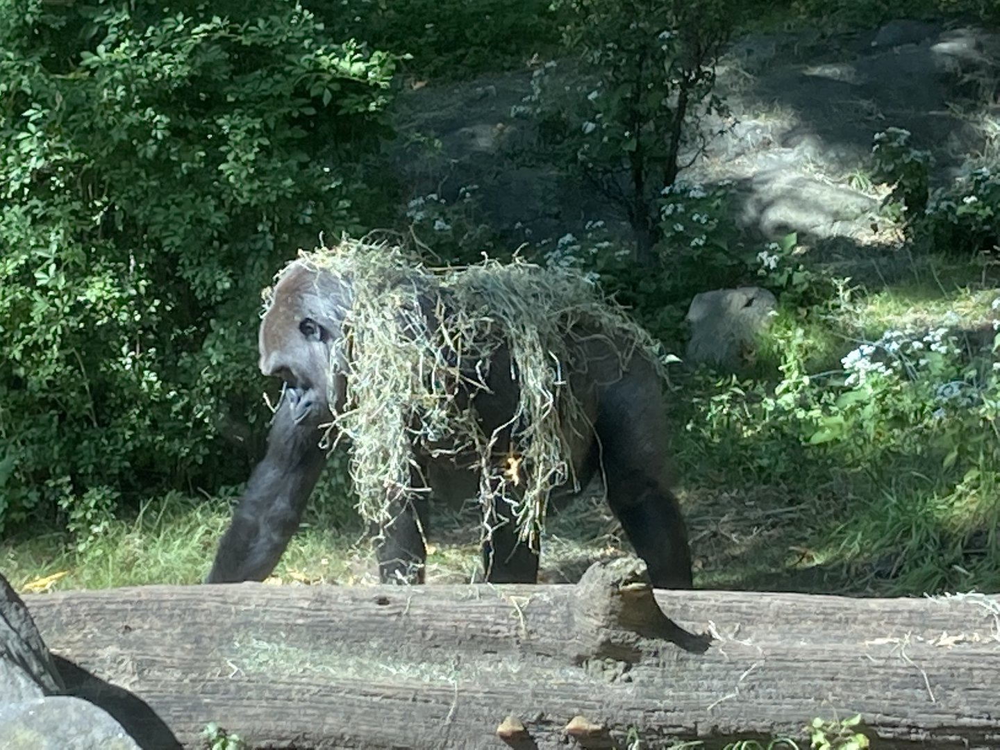 Gorilla draped in hay