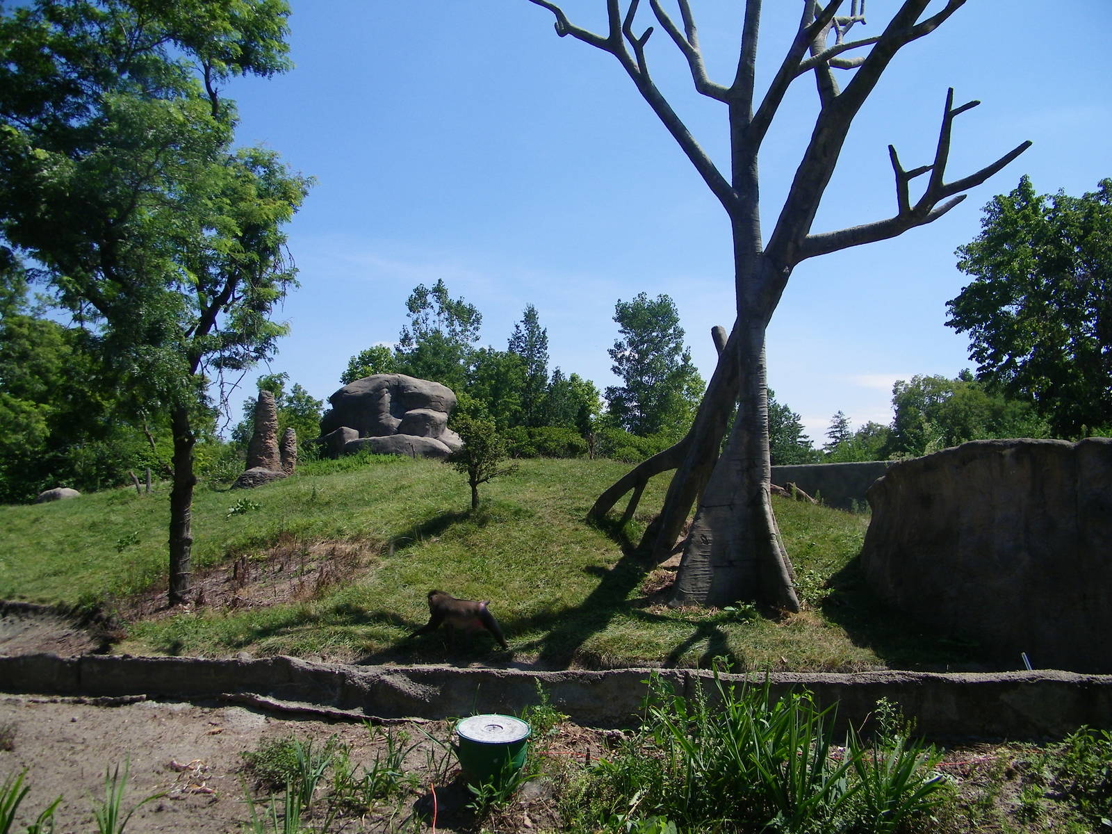 Gorilla & Drill Exhibit