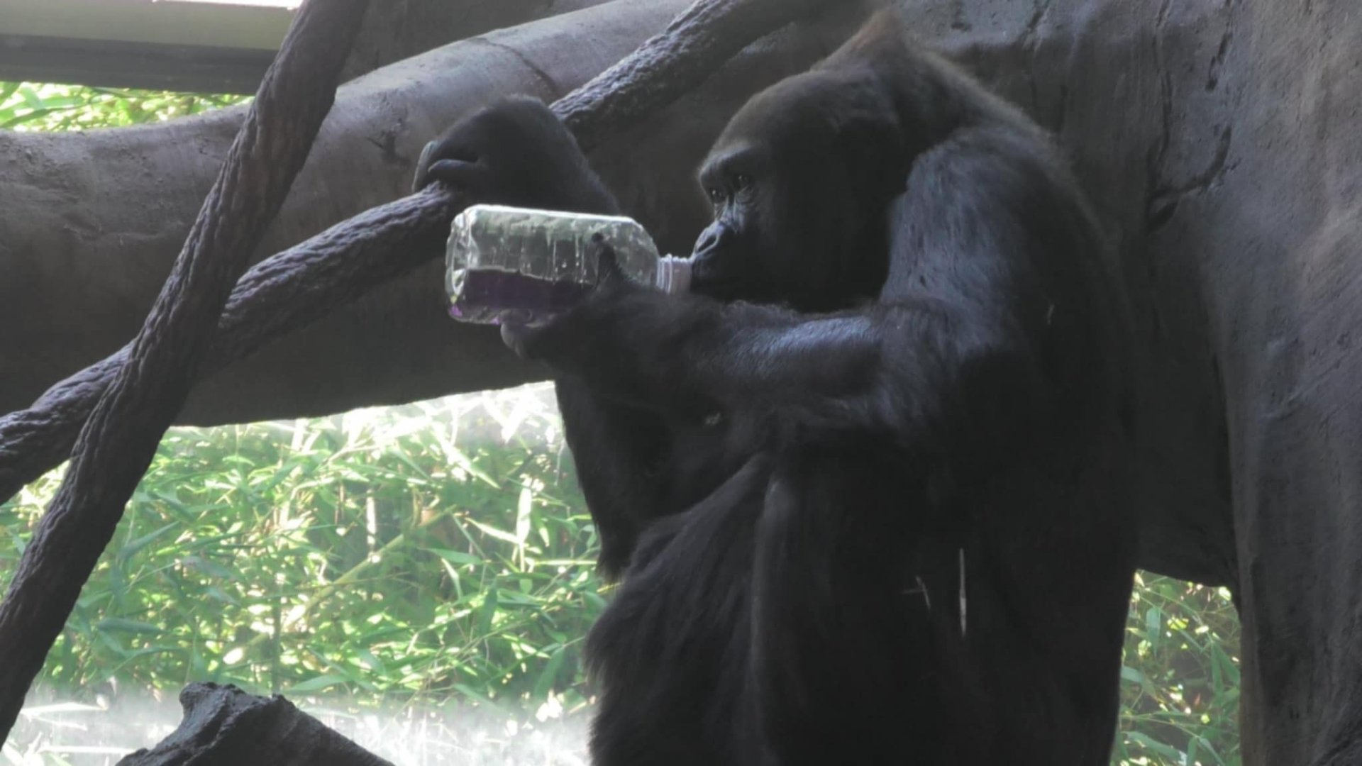 Gorilla drinking juice