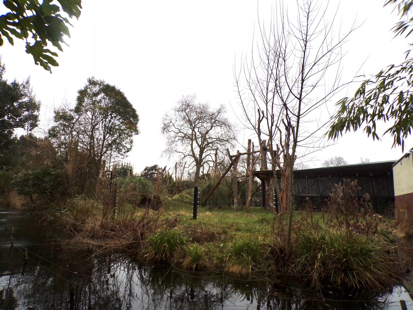 Gorilla enclosure 11.2.25