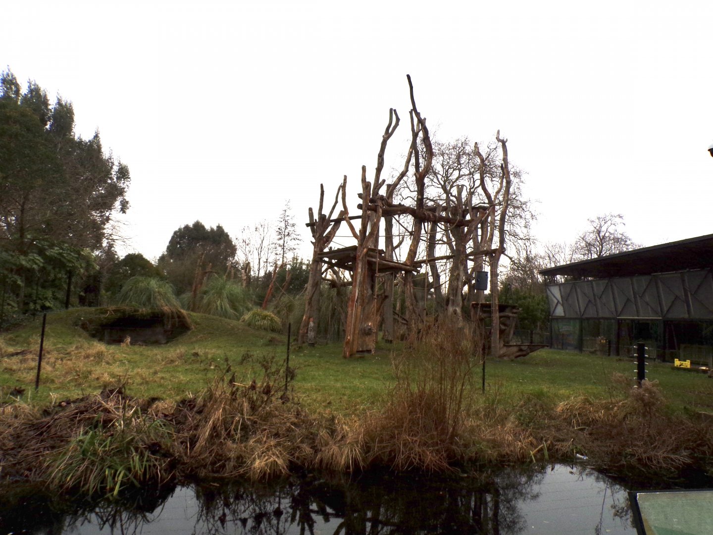 Gorilla enclosure 11.2.25