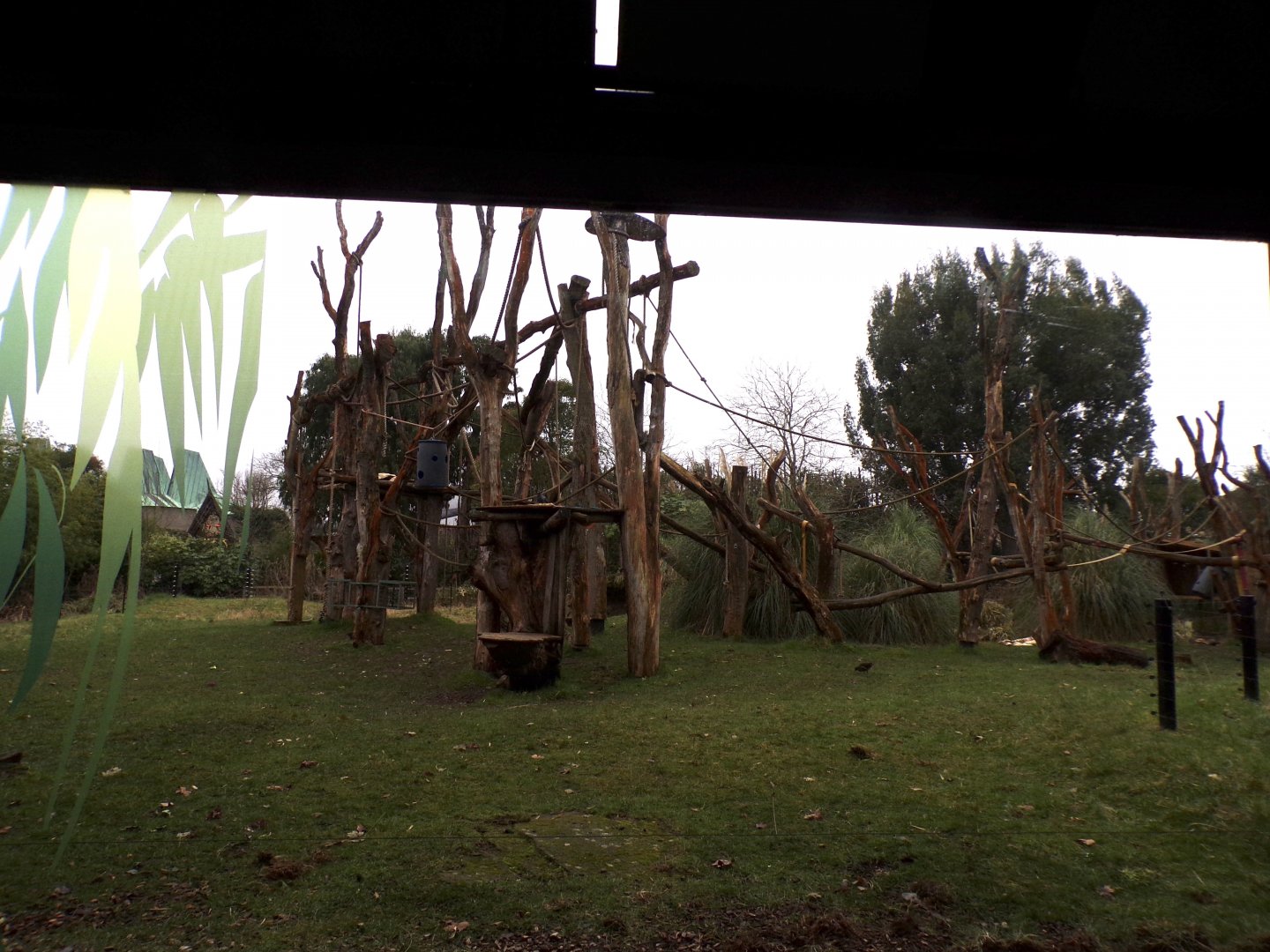 Gorilla enclosure 11.2.25