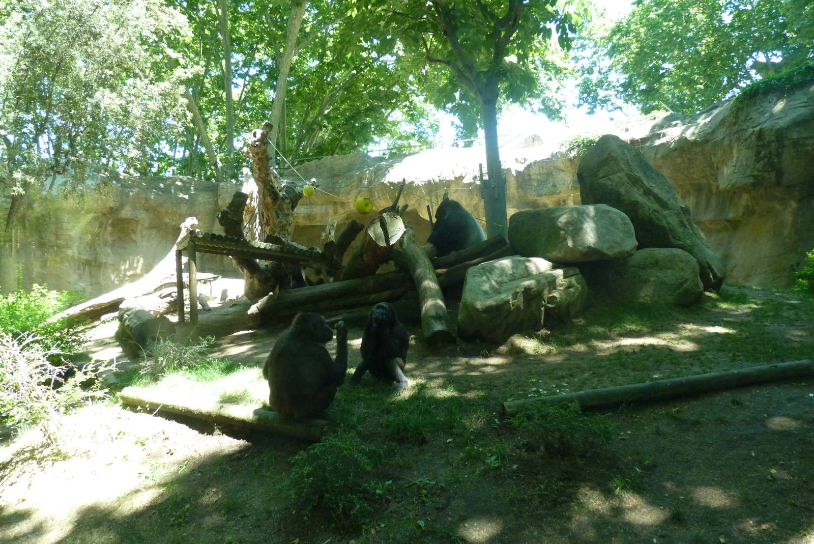 Gorilla enclosure, 17 June 2015