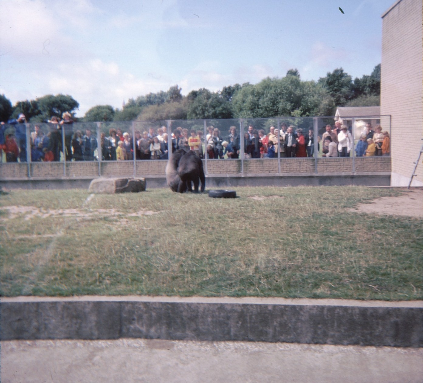 Gorilla Enclosure 1979