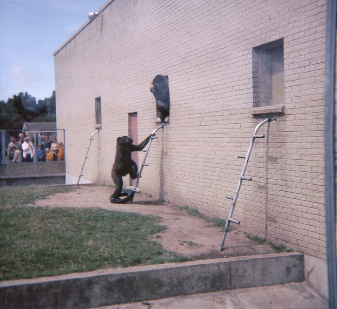 Gorilla Enclosure 1979