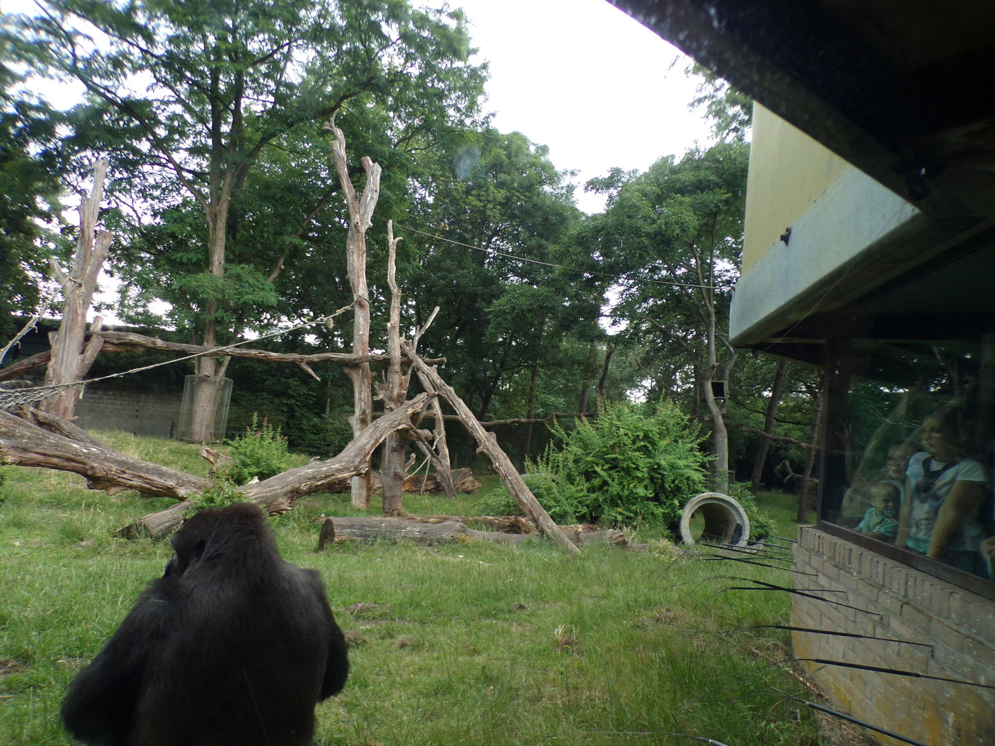 Gorilla enclosure 6.7.23