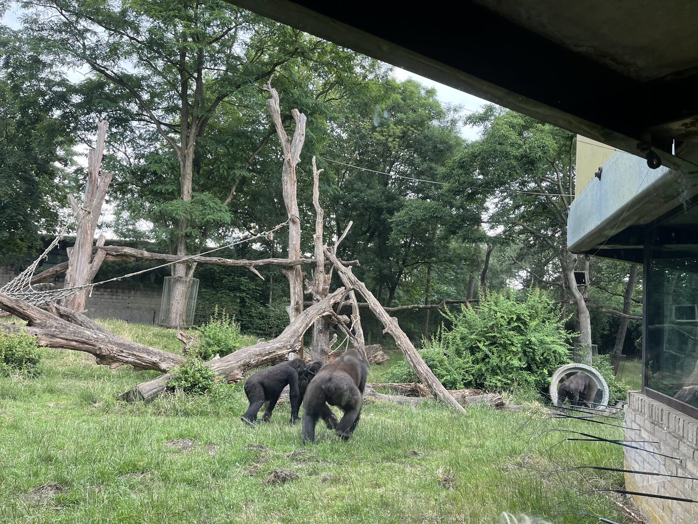 Gorilla enclosure 6.7.23