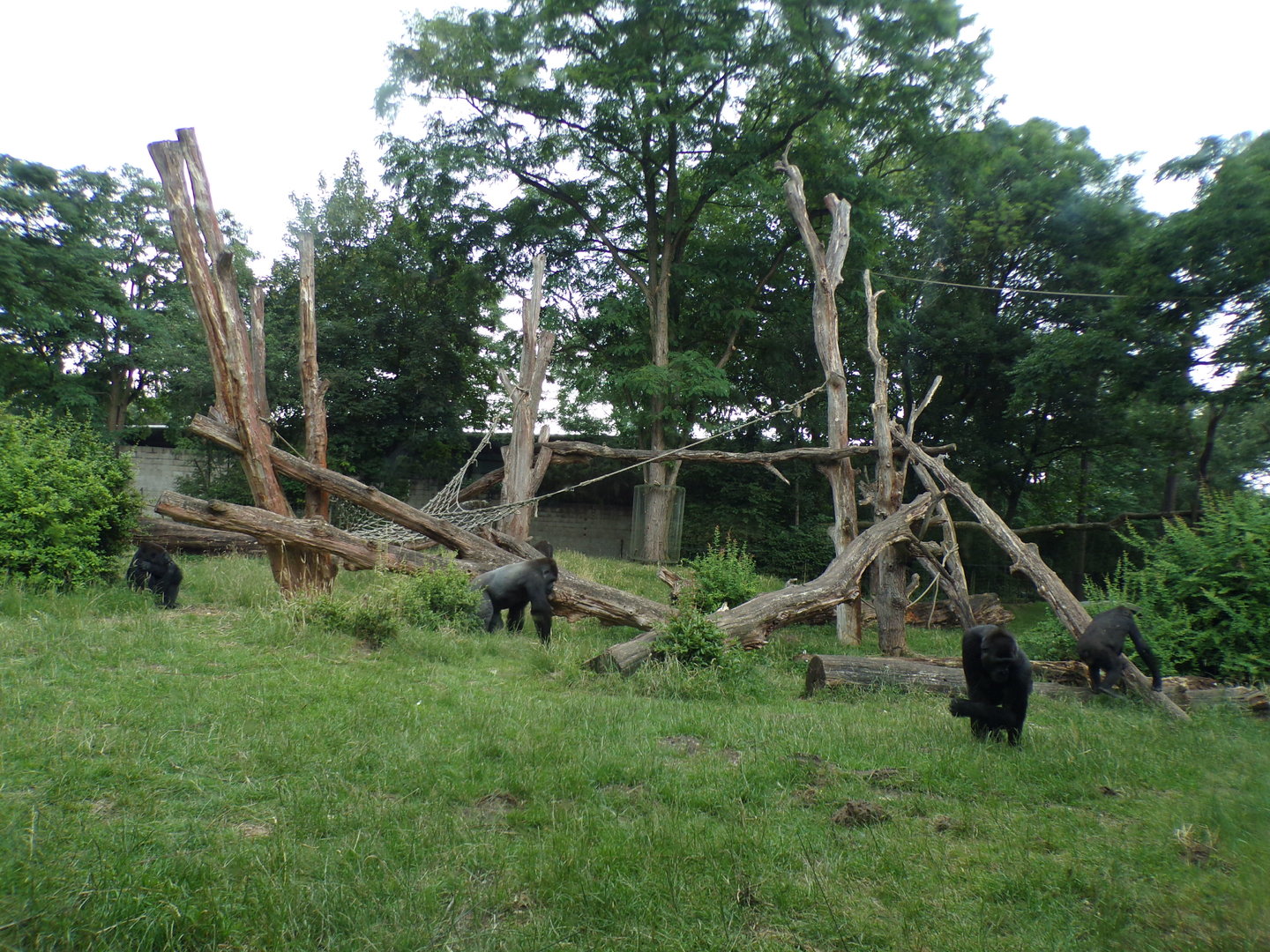 Gorilla enclosure 6.7.23