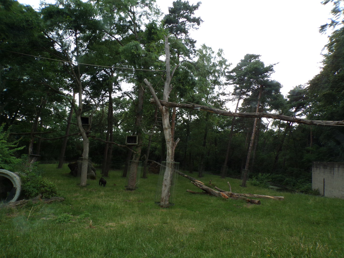 Gorilla enclosure 6.7.23