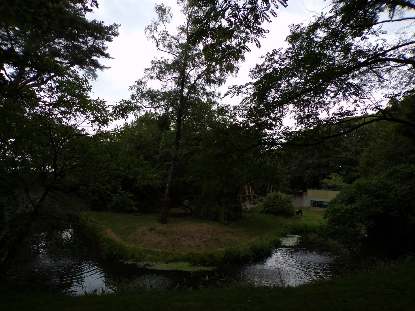 Gorilla enclosure 6.7.23