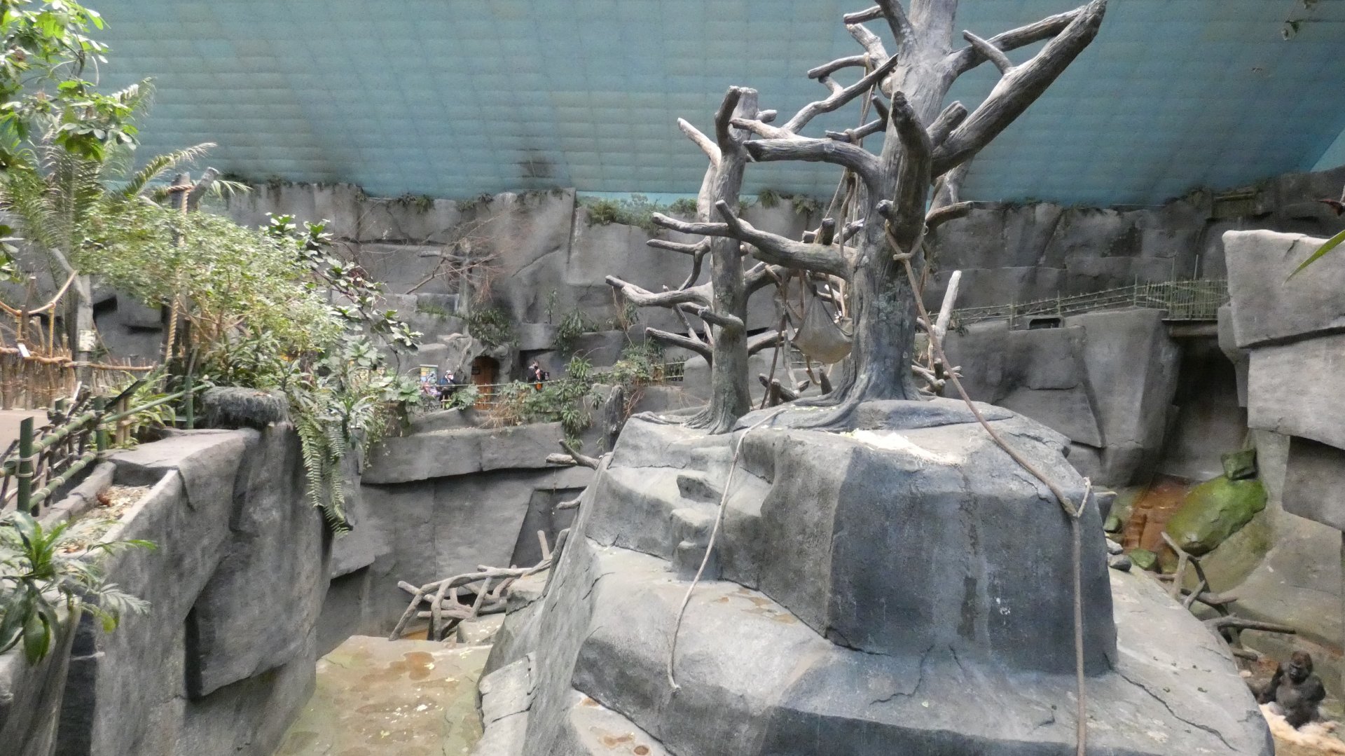 Gorilla Enclosure, Africa, Tropic World - Feb. 2022