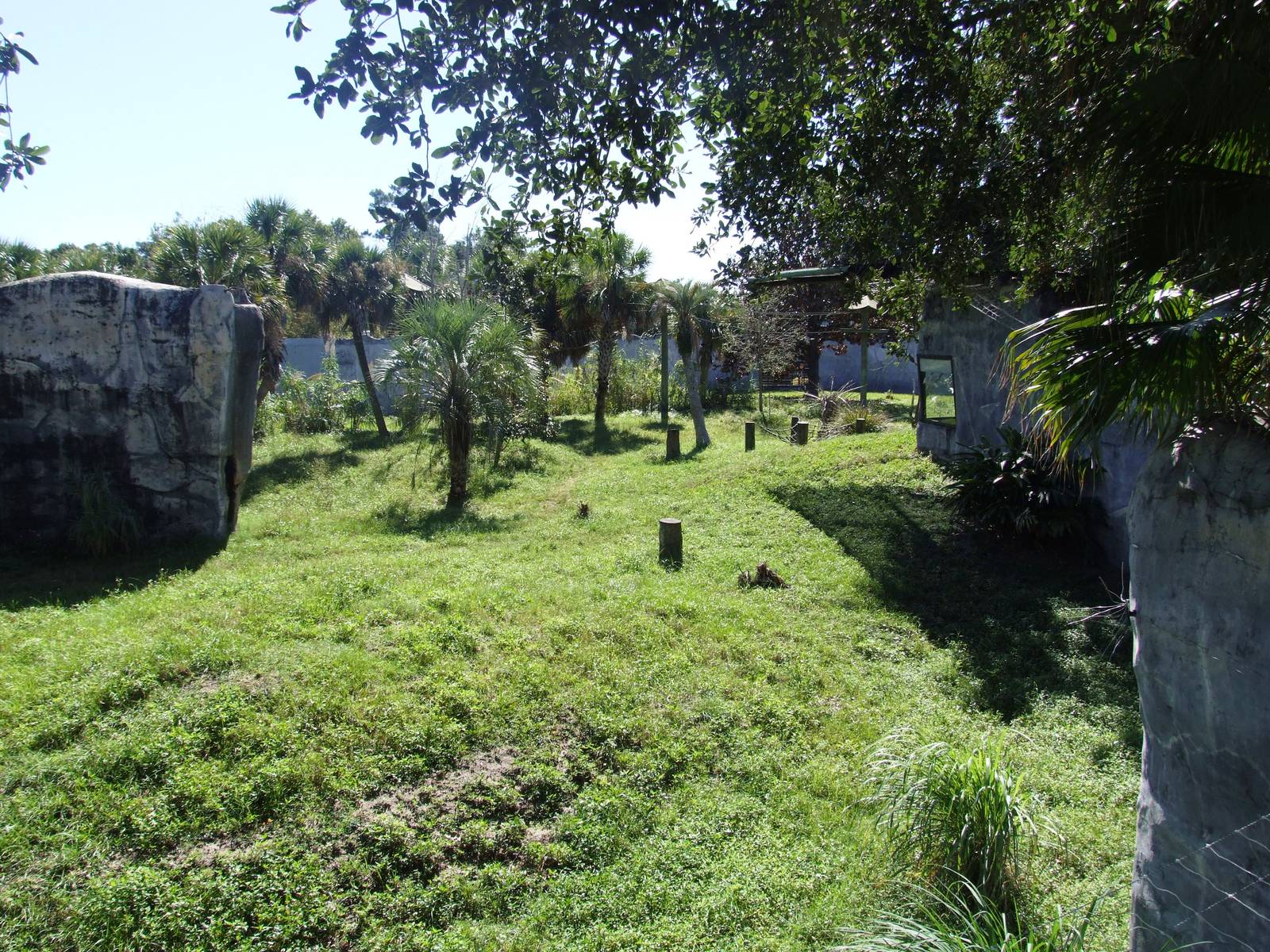 Gorilla Enclosure at Jacksonville, 10/10/13