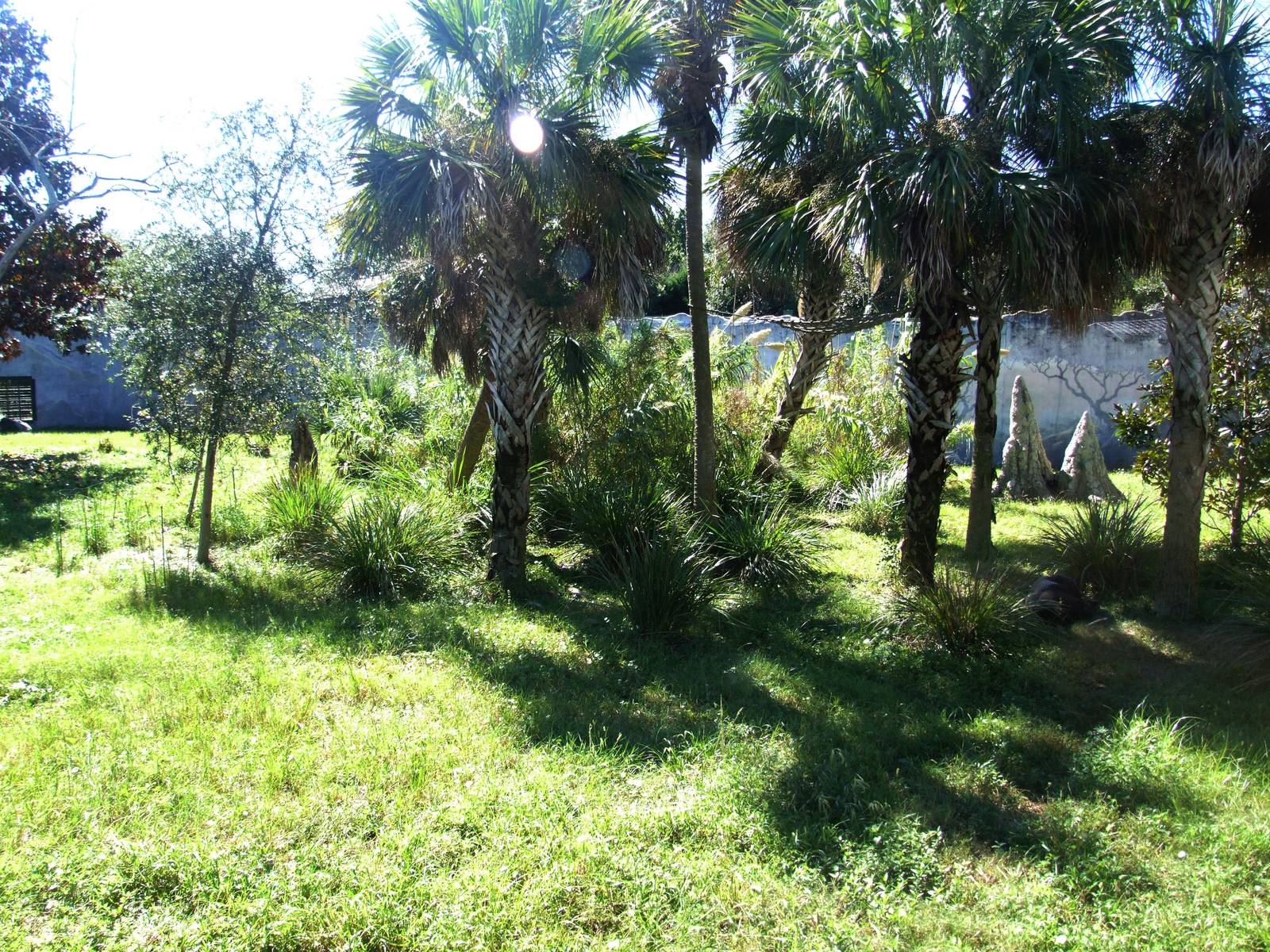 Gorilla Enclosure at Jacksonville, 10/10/13