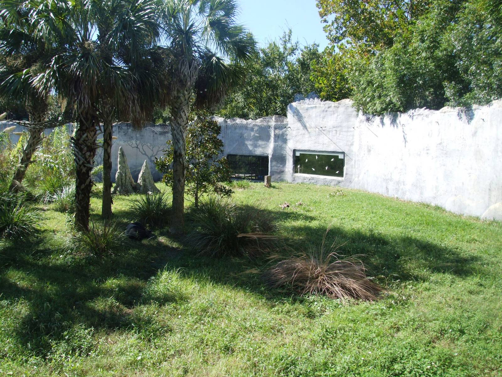 Gorilla Enclosure at Jacksonville, 10/10/13