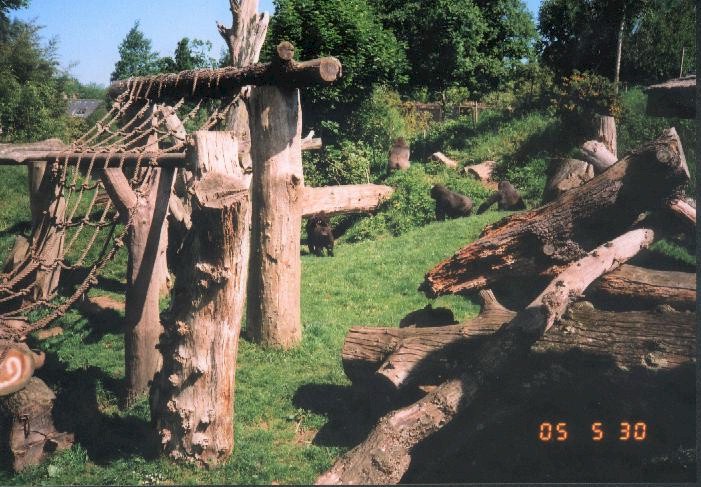 Gorilla Enclosure at Jersey Zoo