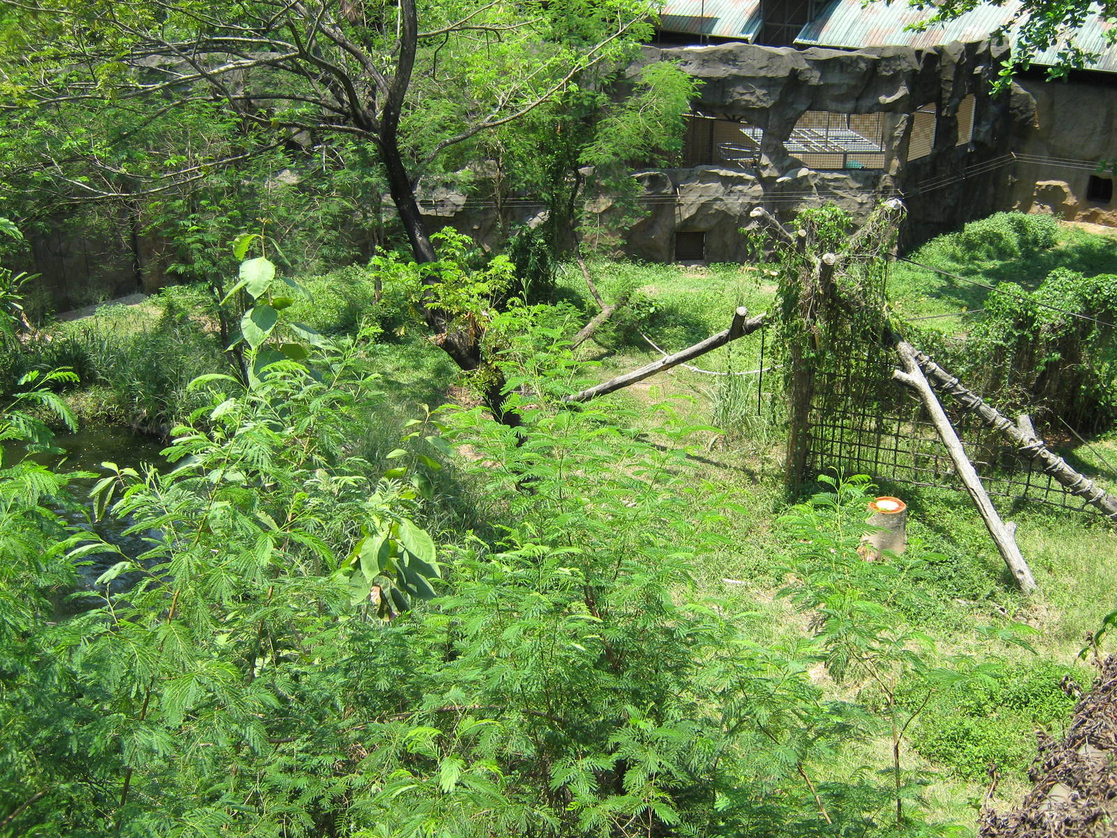 gorilla enclosure at Schmutzer Primate Centre