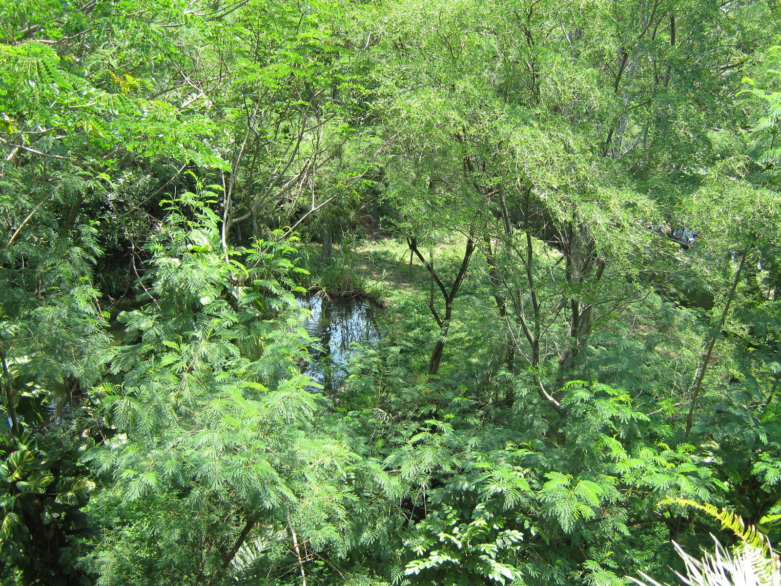 gorilla enclosure at Schmutzer Primate Centre