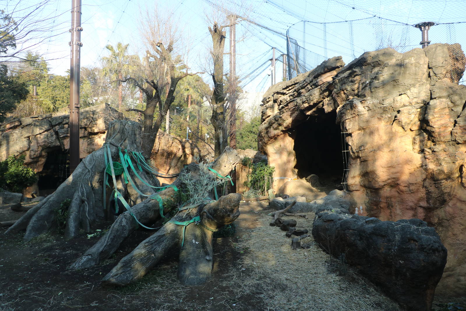 Gorilla enclosure, February 2016