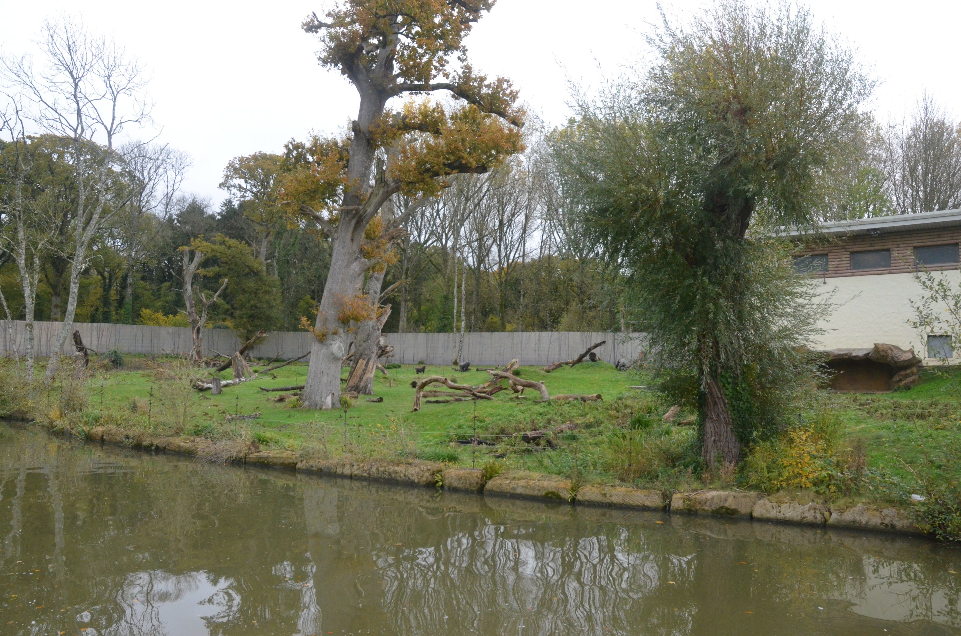 Gorilla Enclosure (Half-Mile Lake) at Longleat, 03/11/19