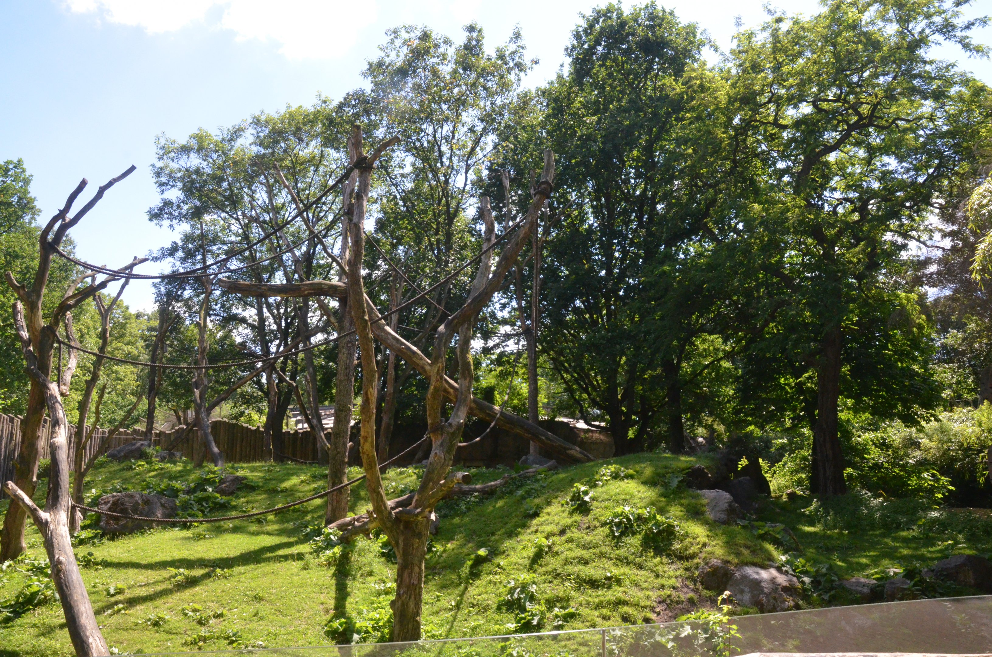 Gorilla Enclosure in Aequatorium at Duisburg, 17/06/19