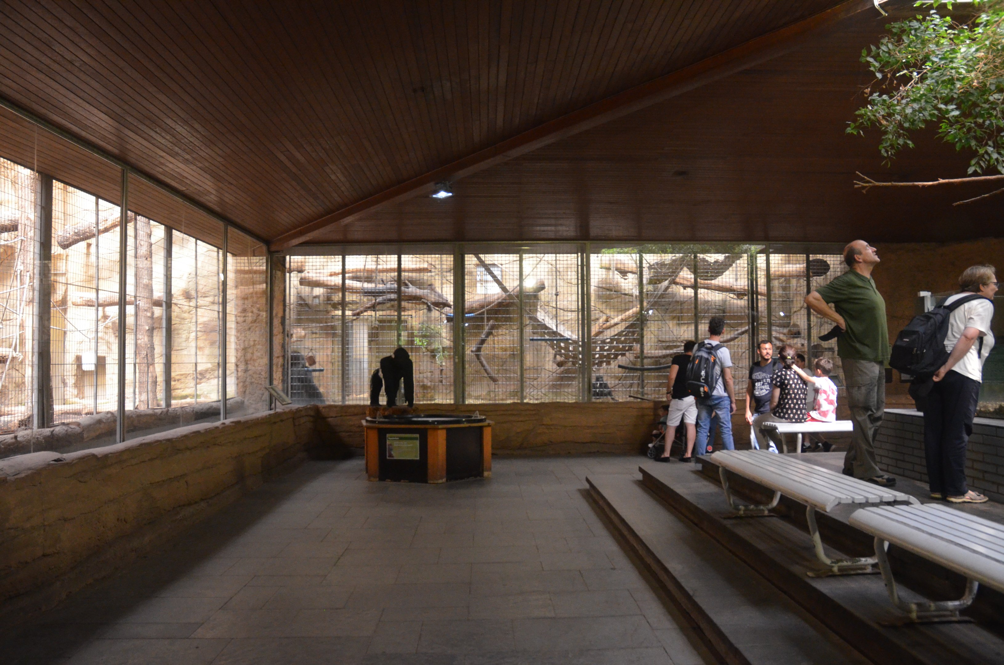 Gorilla Enclosure in Aequatorium at Duisburg, 17/06/19