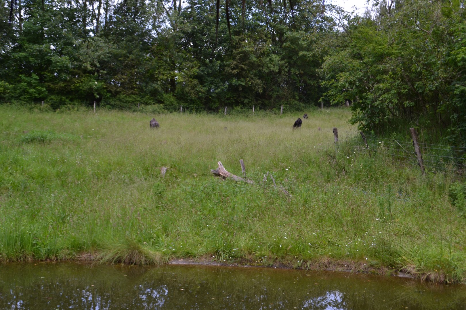 Gorilla enclosure in Givskud Zoo