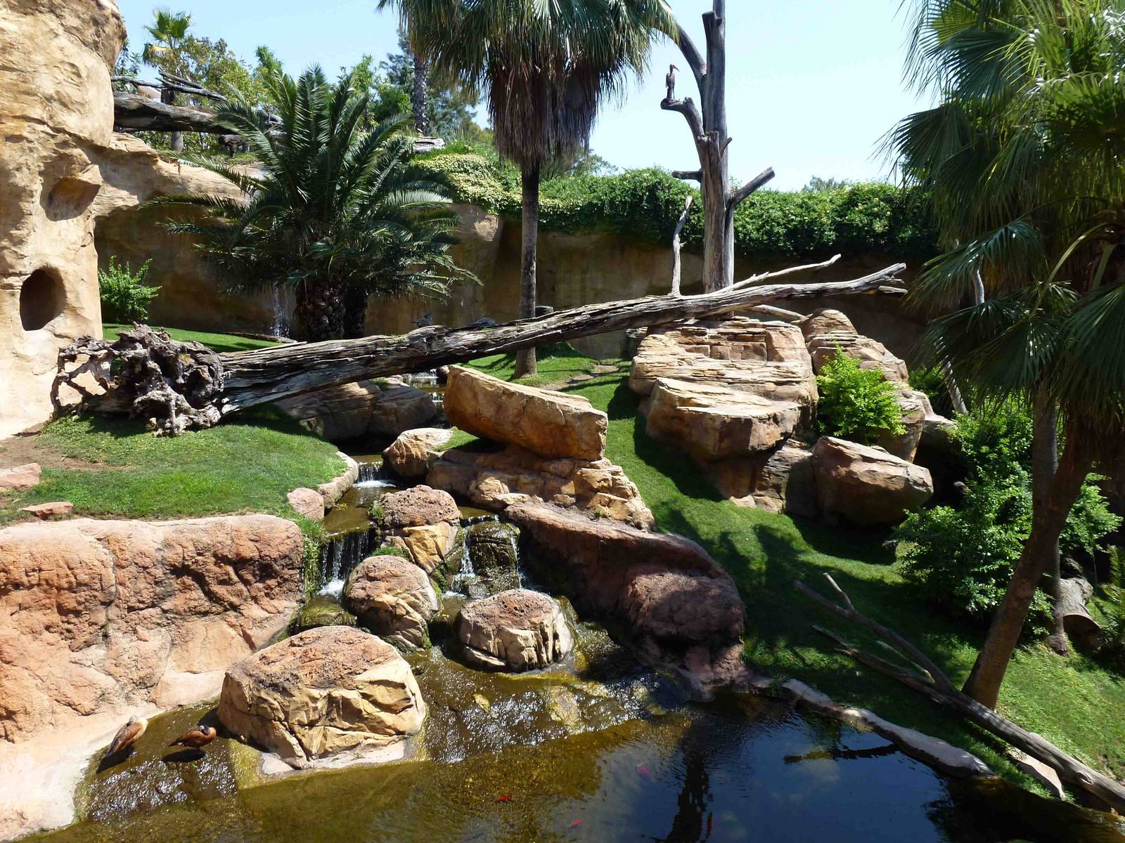 Gorilla enclosure, July 2013.