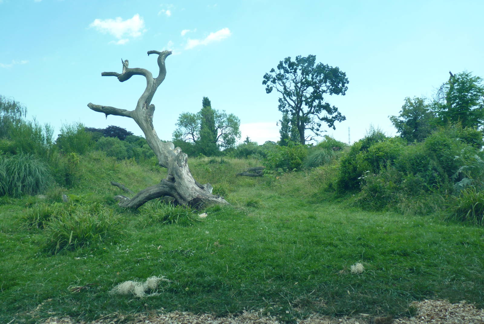 Gorilla enclosure, July 2016