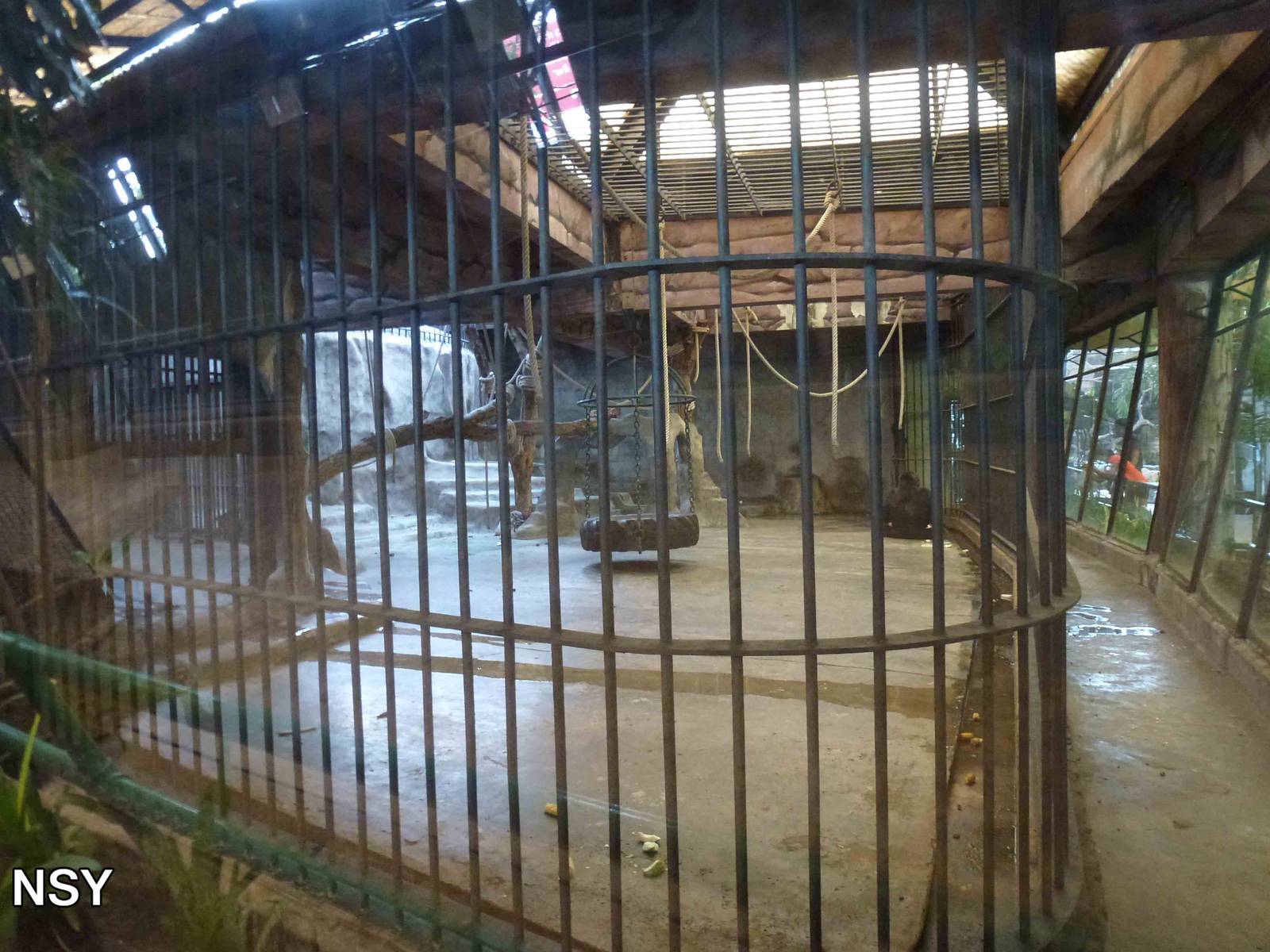 Gorilla enclosure, June 2013.