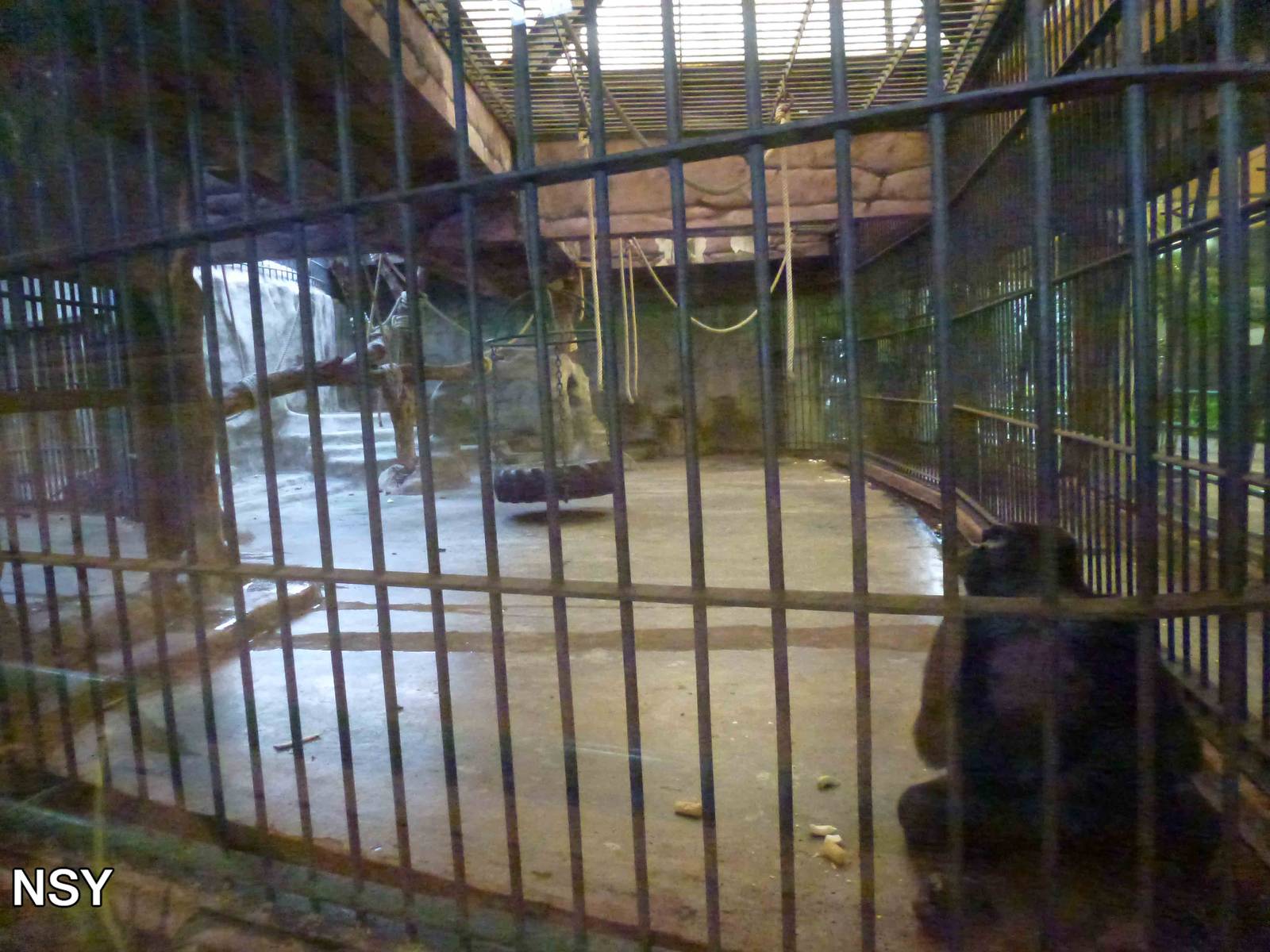 Gorilla enclosure, June 2013.