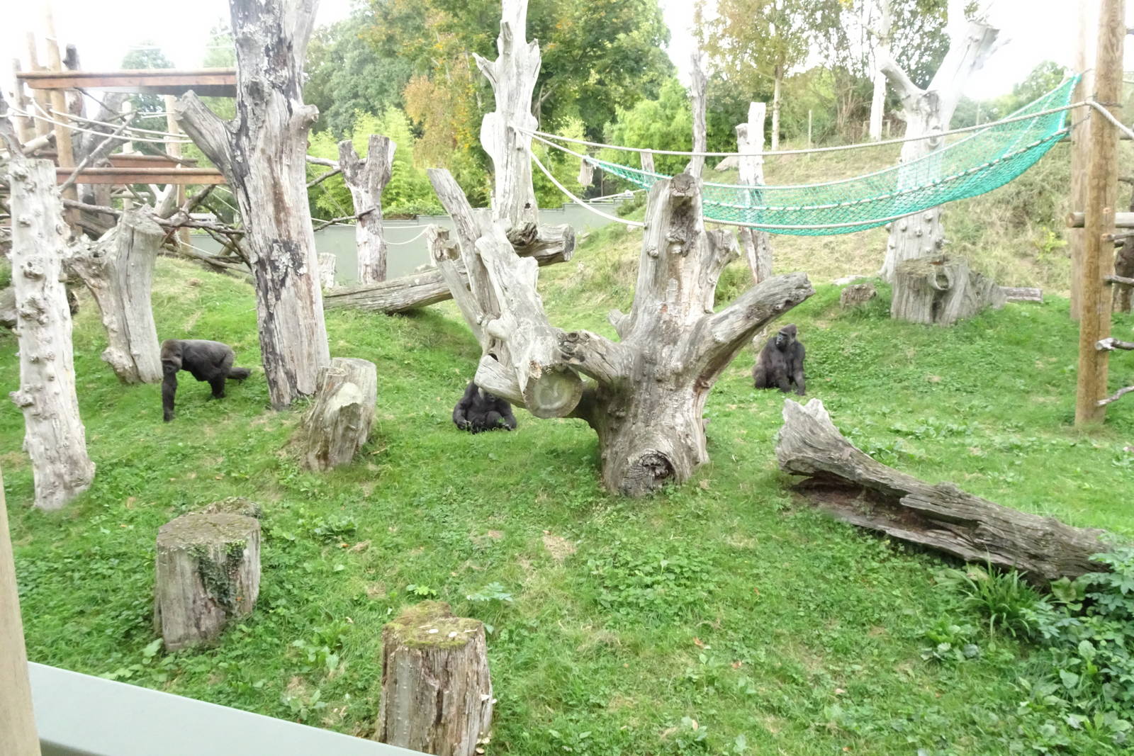 Gorilla enclosure, October 2016