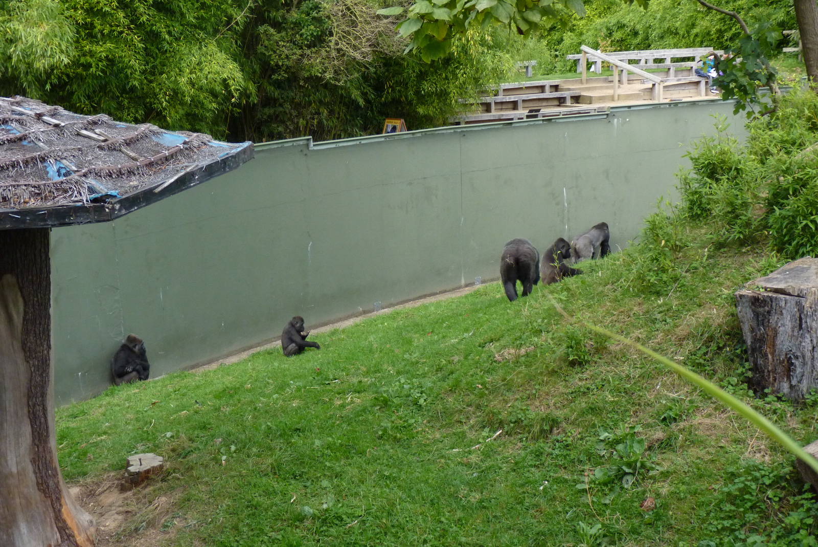 Gorilla enclosure, October 2016