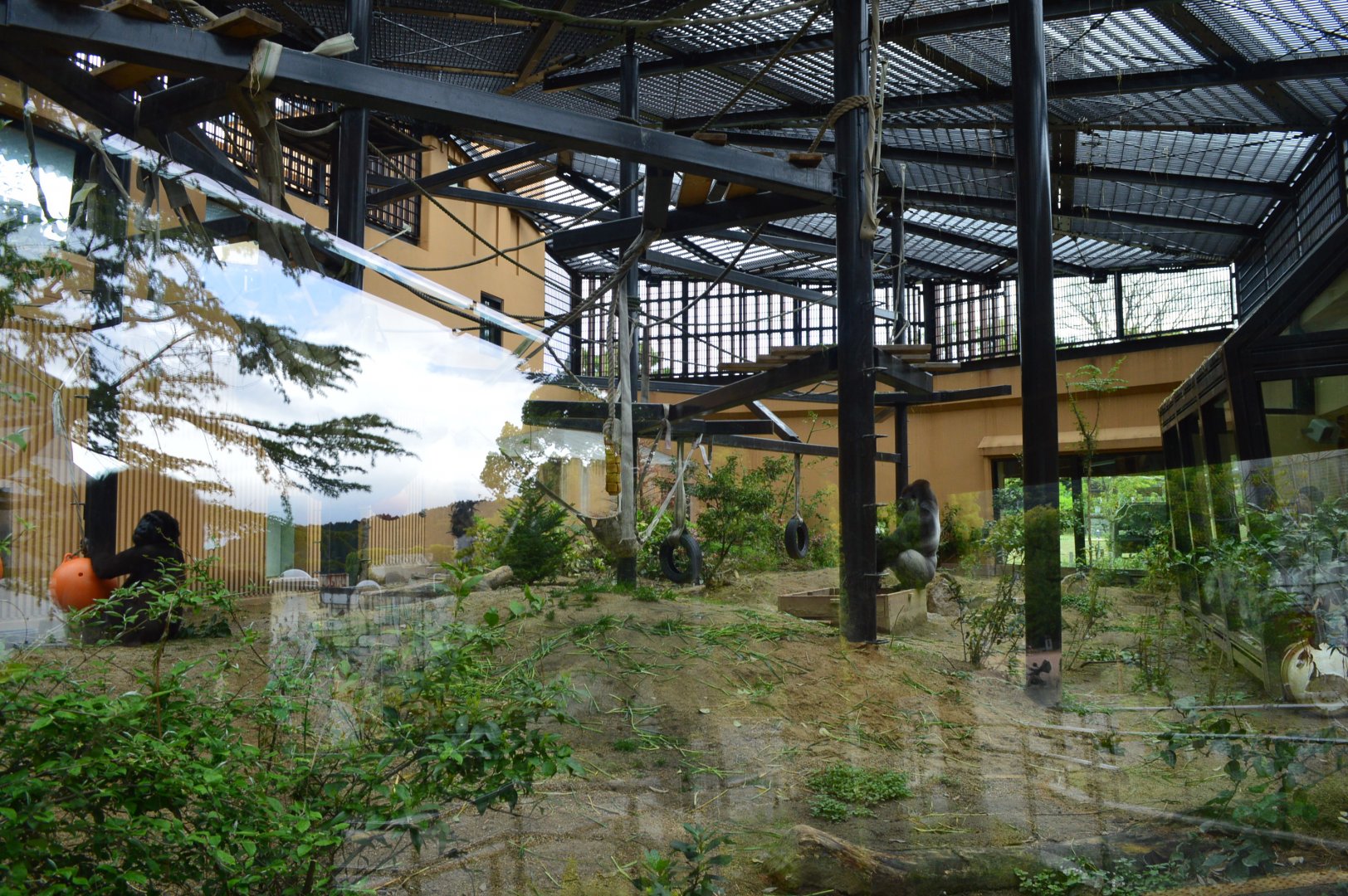 Gorilla Enclosure Outdoors