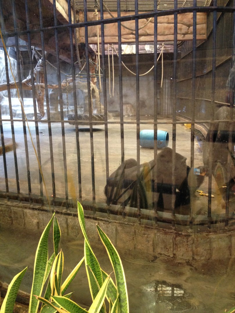 Gorilla enclosure (outside roof)
