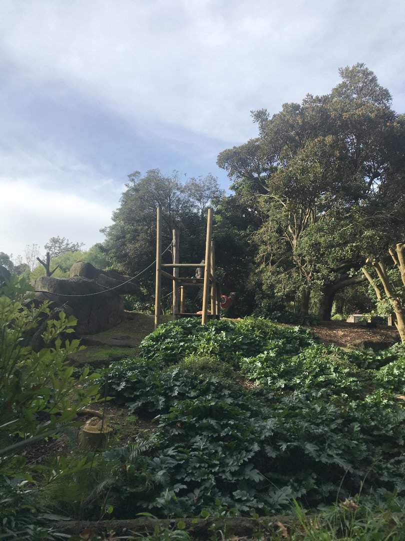Gorilla enclosure - topside