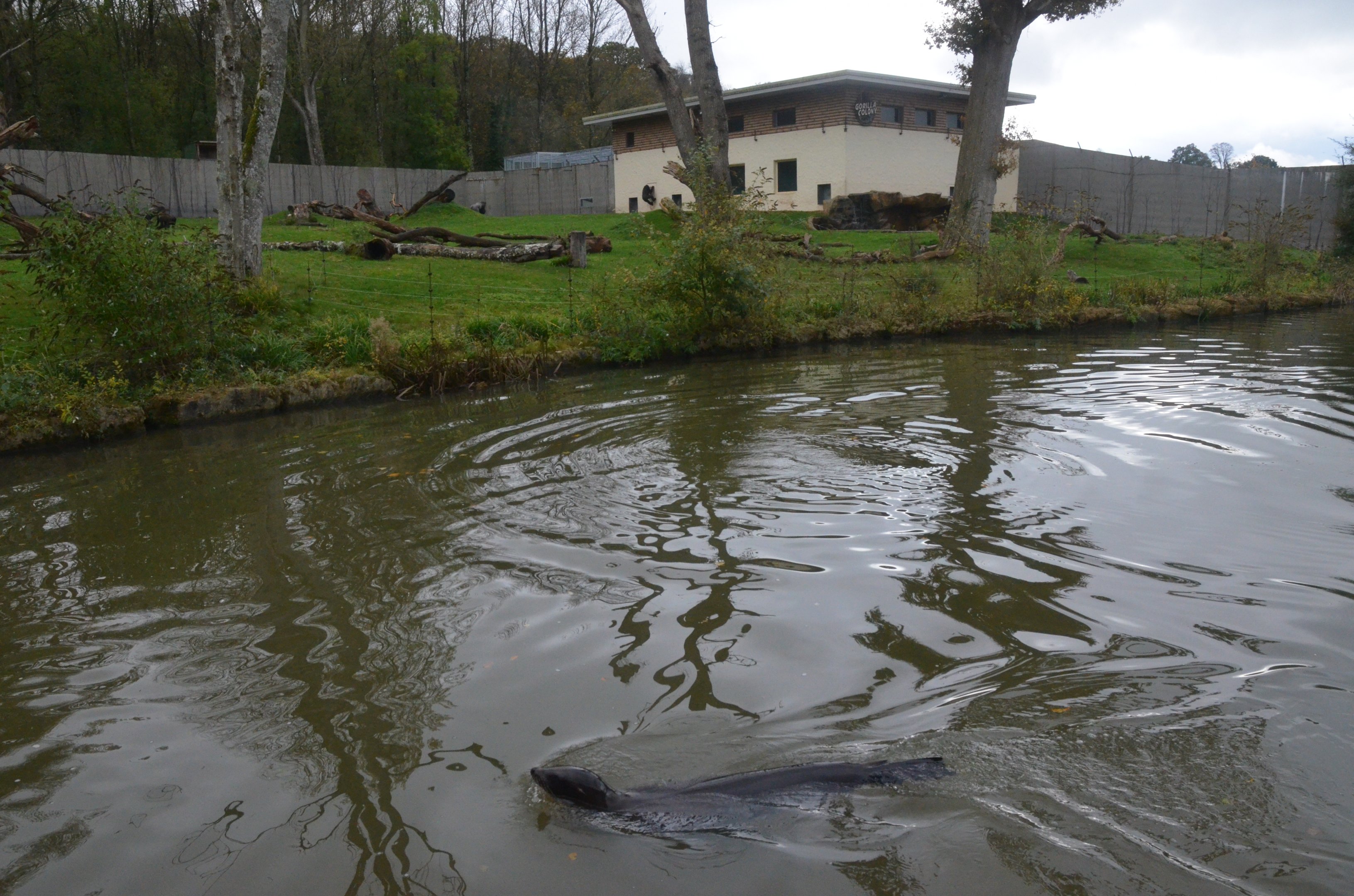 Gorilla Enclosure with California Sea Lion (Half-Mile Lake) at Longleat, 03/11/19