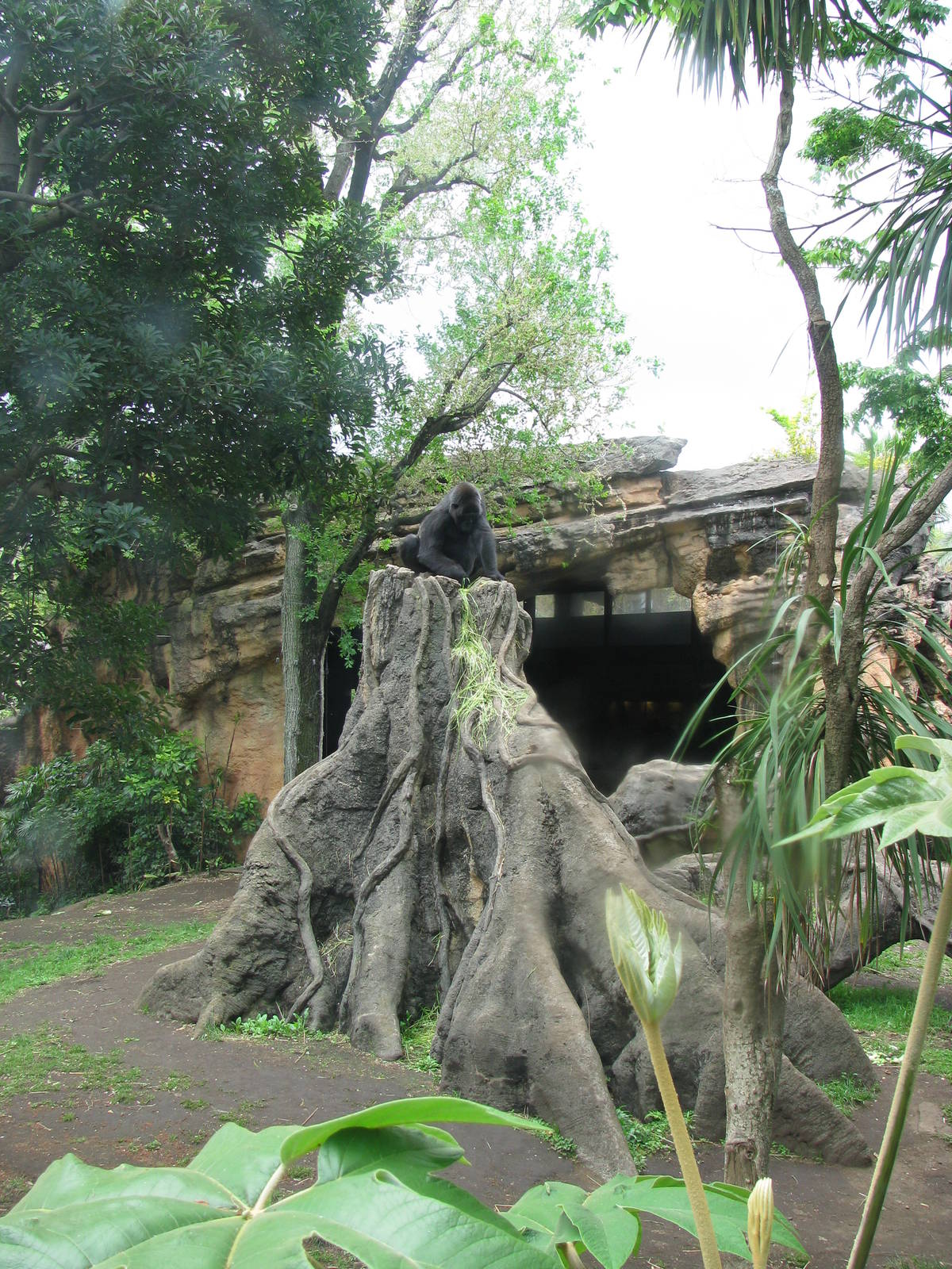 Gorilla enclosure