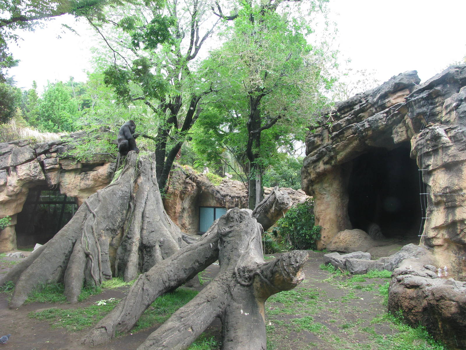 Gorilla enclosure
